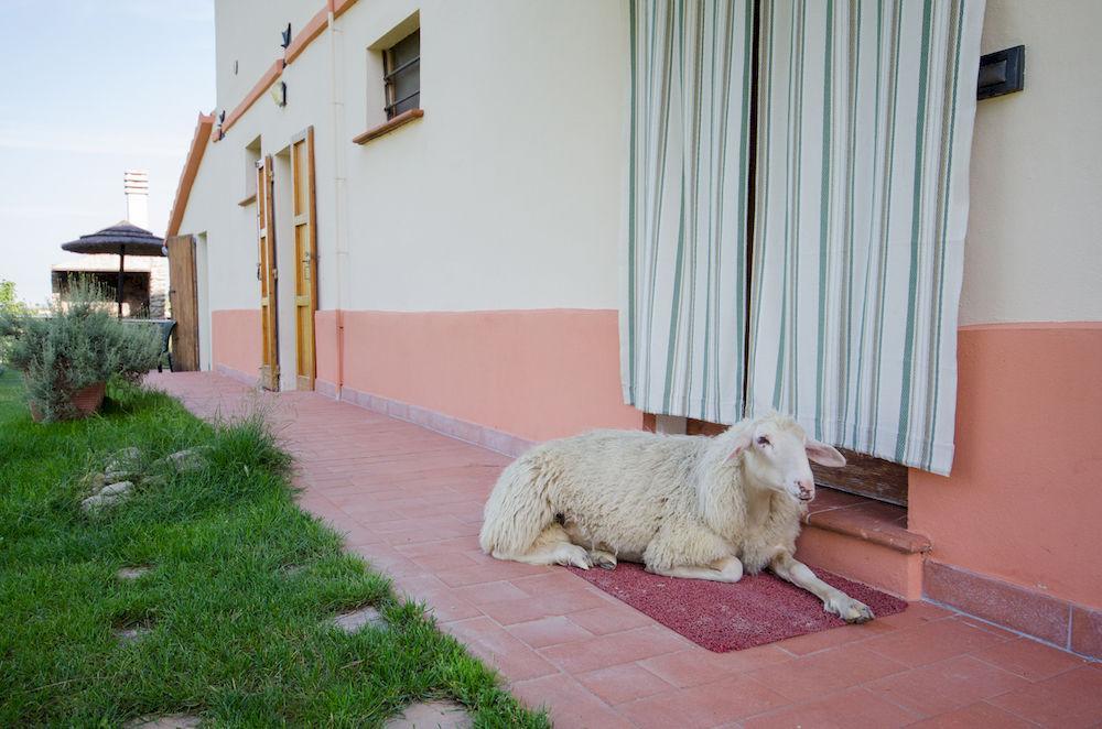 Agriturismo Ca'De'Gatti Faenza Exteriér fotografie